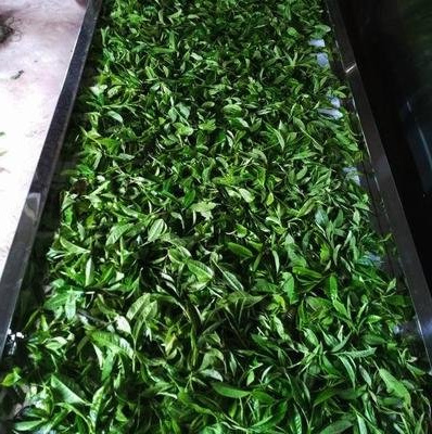 甲亢不能喝普洱茶：原因解析