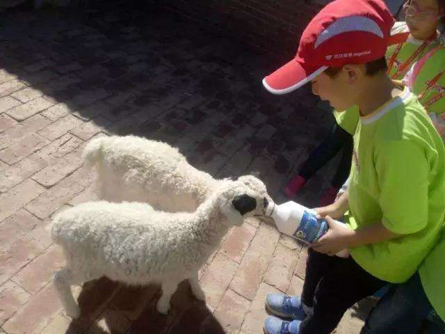 羊羔出生几天补硒