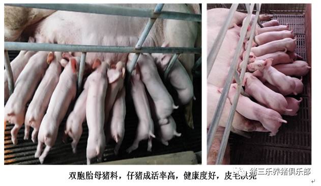 母猪怎么快速补硒