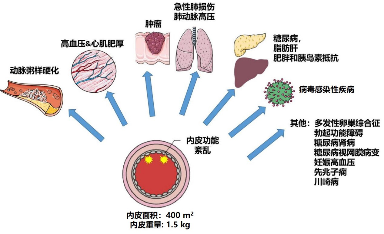 心跳快可以补硒吗