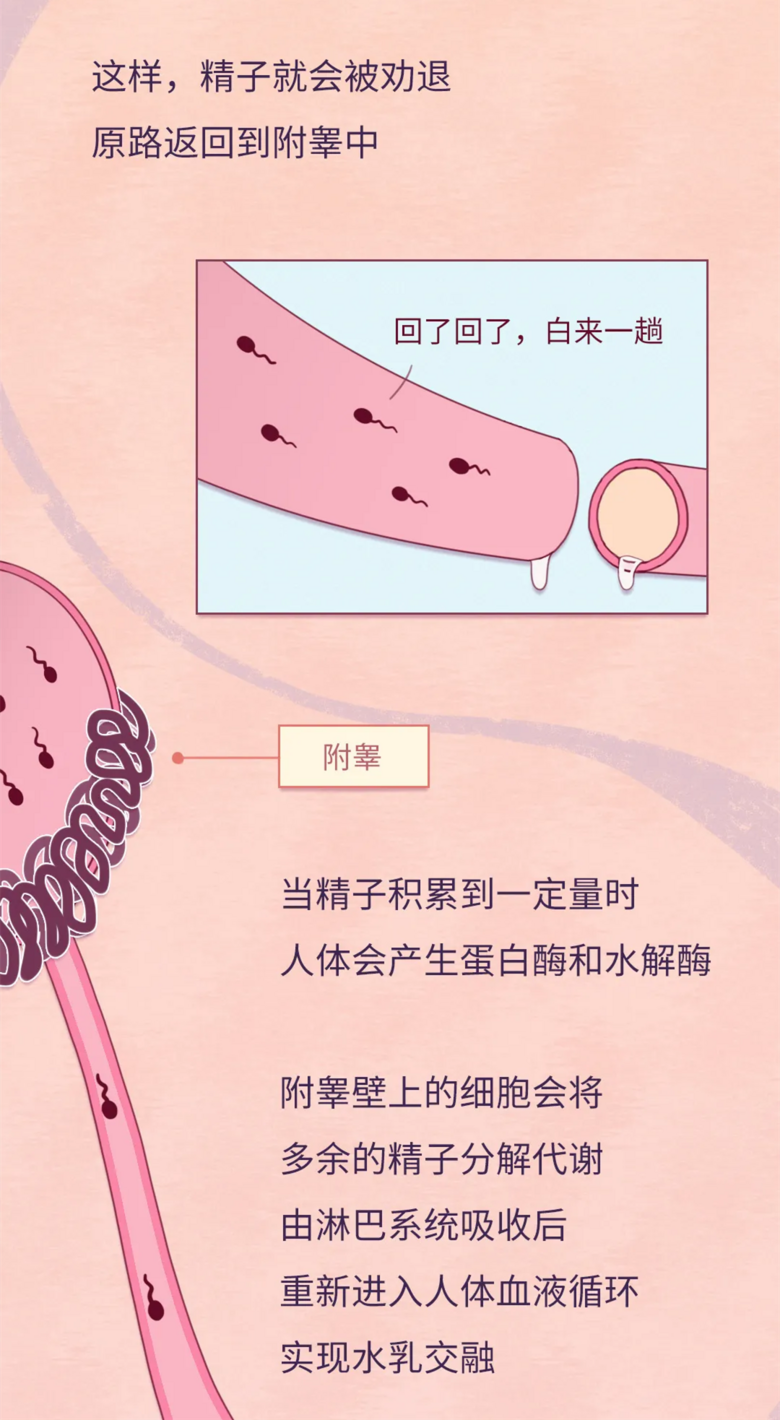 锌硒备孕期补多少