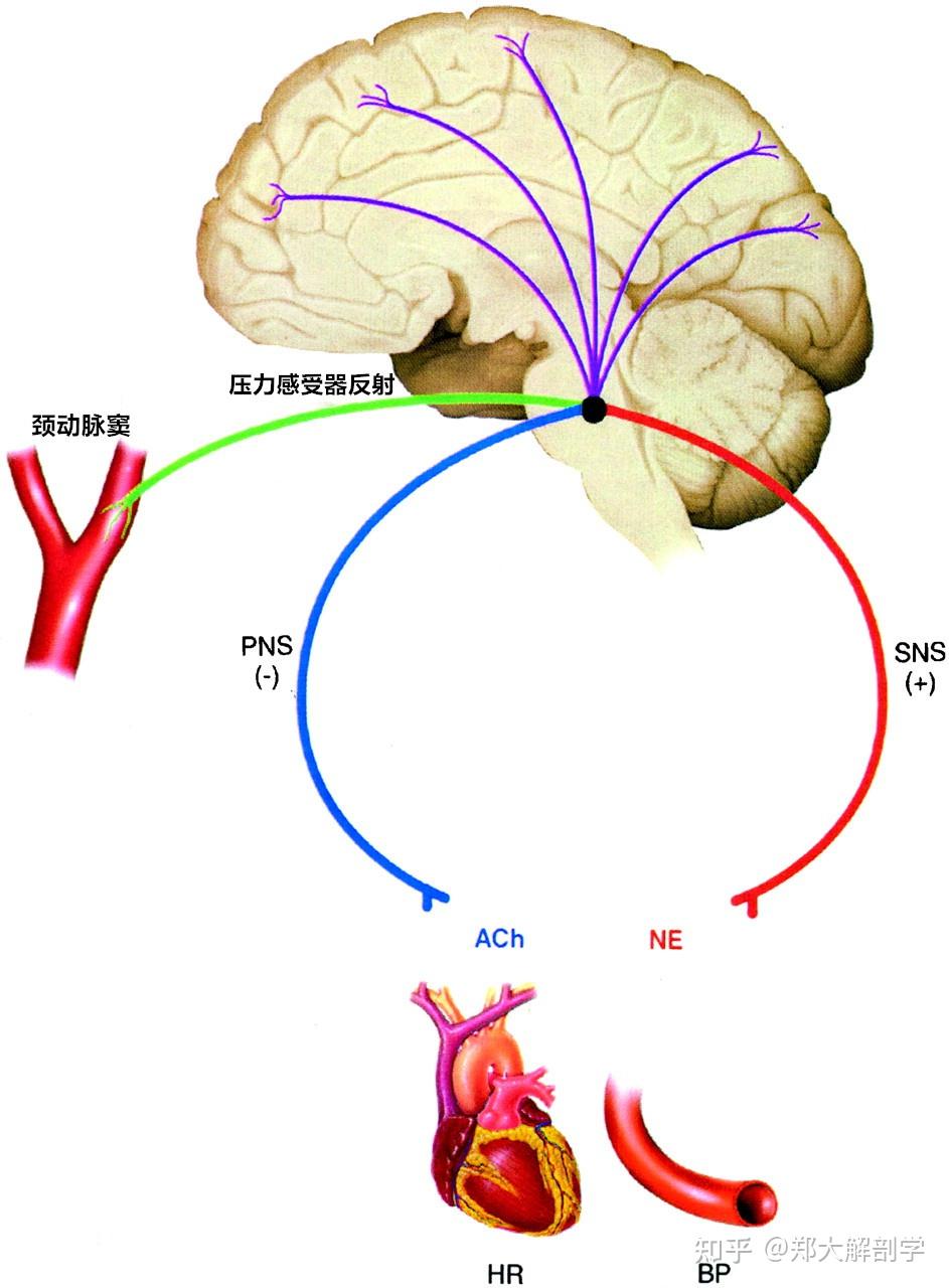 8岁孩子补硒行吗