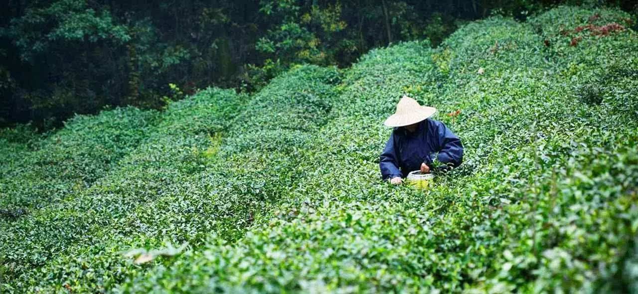 补硒吃什么中成药