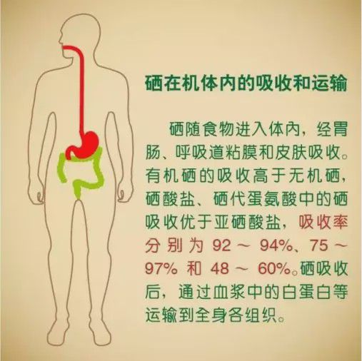 补硒为什么有反应