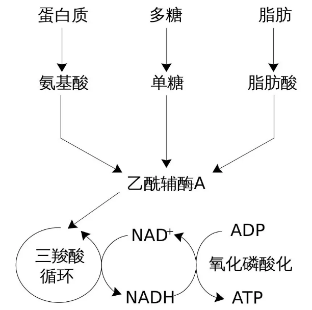 补硒对人体的反应