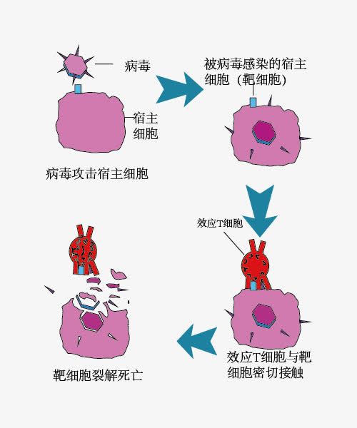 犊牛什么时间补硒