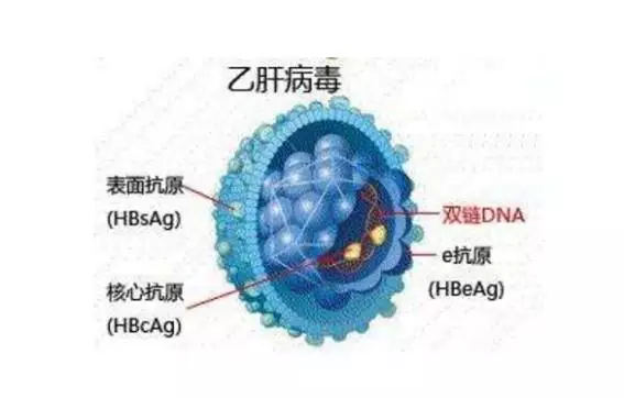 乙肝病人怎么补硒