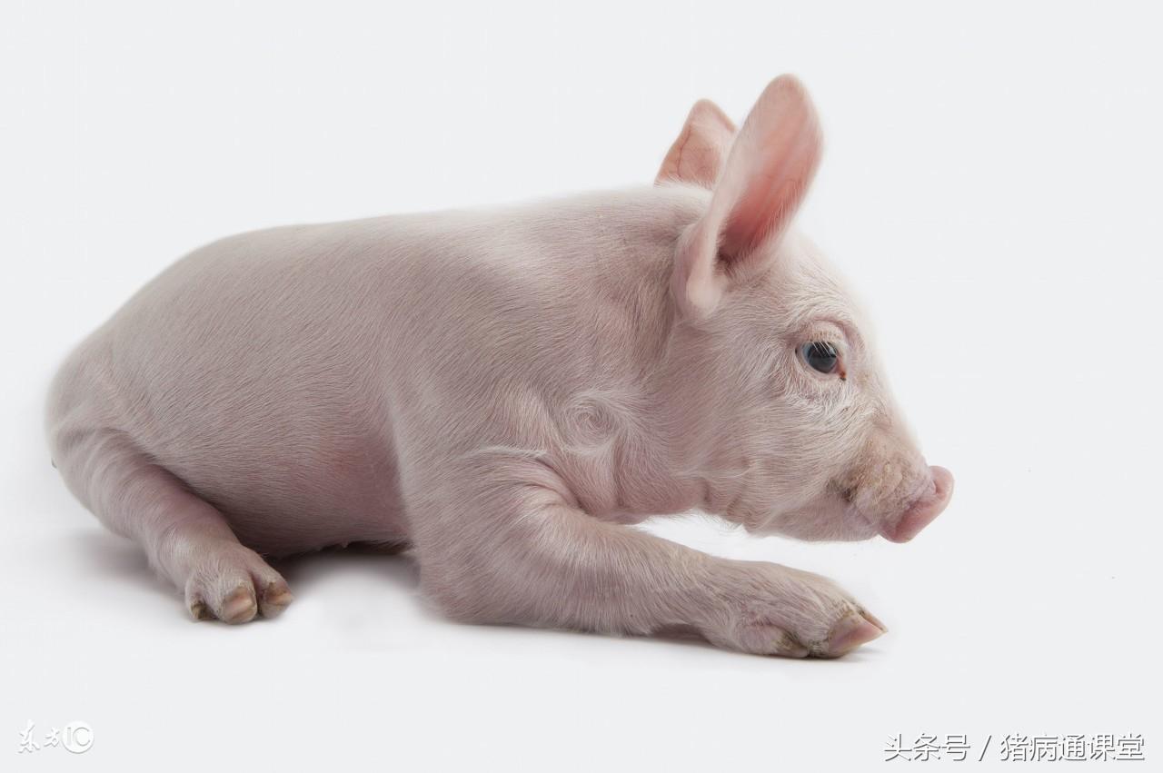 猪的正确补铁补硒