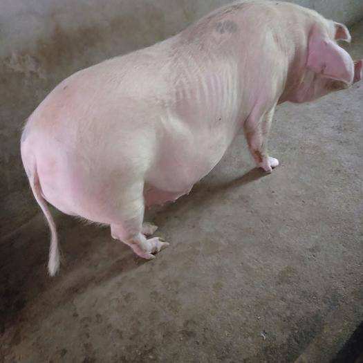 母猪用补铁补硒吗