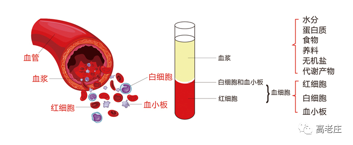 补硒能治疗贫血吗