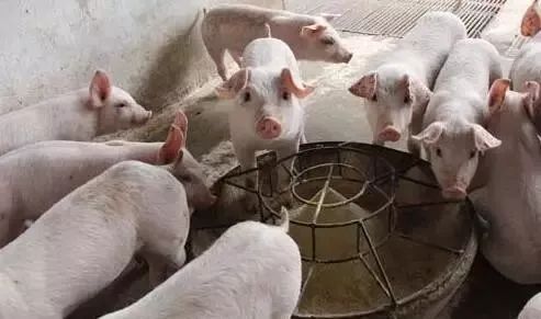 补硒能引起腹泻么