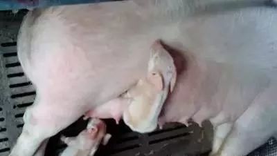 补硒能引起腹泻么
