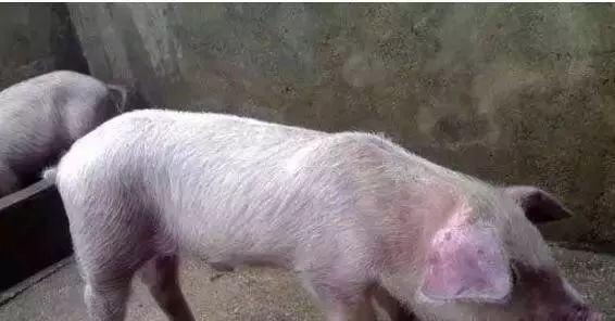 补硒能引起腹泻么