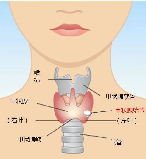 甲减补硒月经推迟
