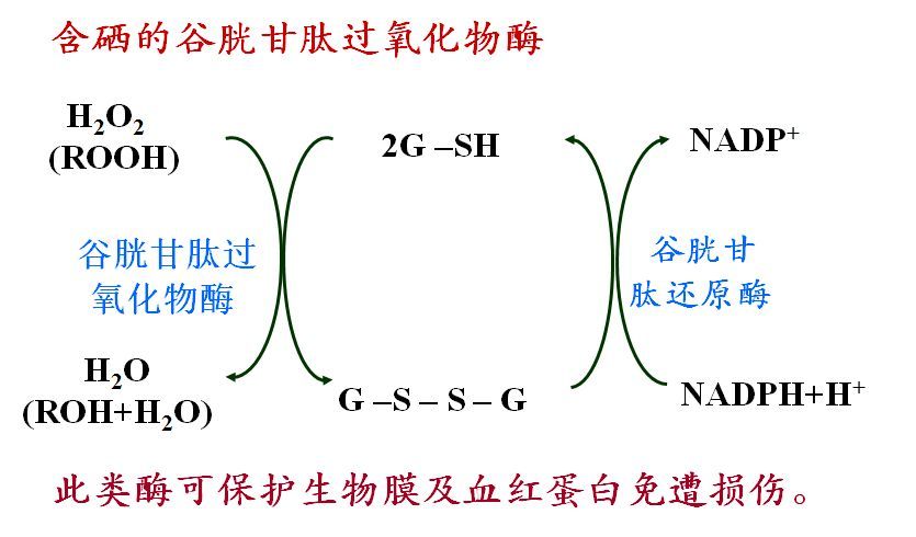 人体有必要补硒吗