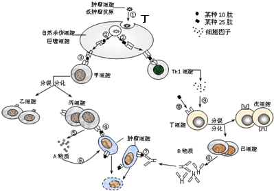 补硒对癌胚胎抗原