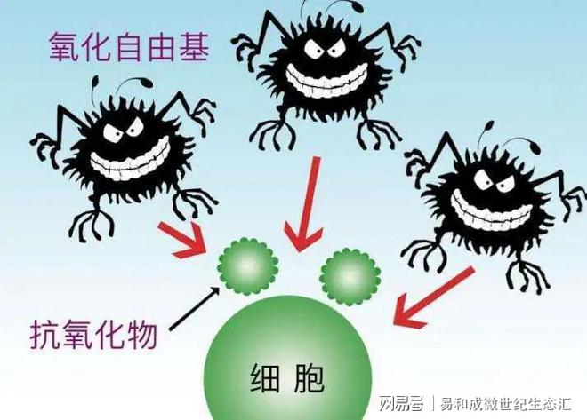 补锌和补硒的作用