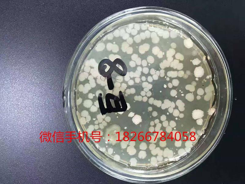 五代酵母补硒产品