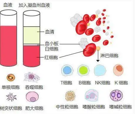 蚕豆病可以补硒嘛