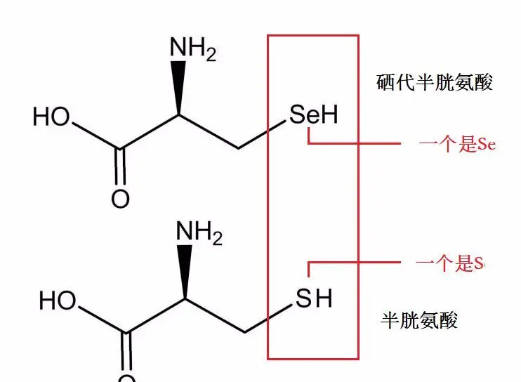 补硒的重要性什么