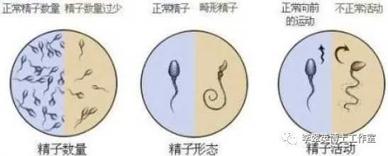 弱精补硒吃什么药