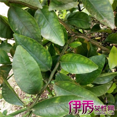 缺硒铜锌钙怎么补