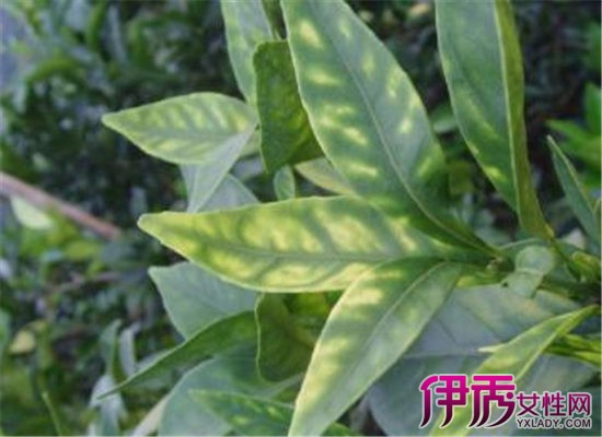 缺硒铜锌钙怎么补