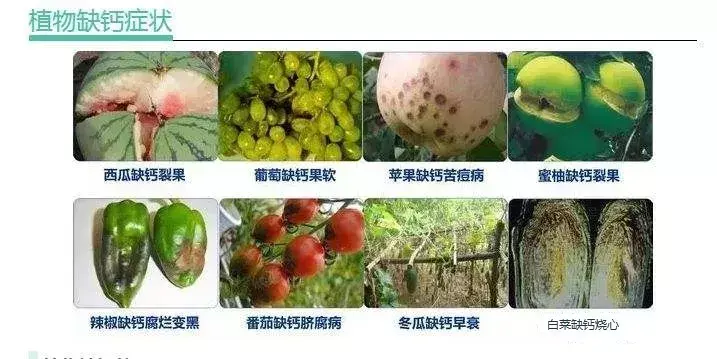 高钙硒是补什么的