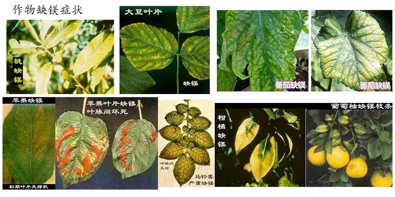 高钙硒是补什么的