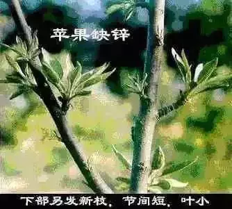 高钙硒是补什么的