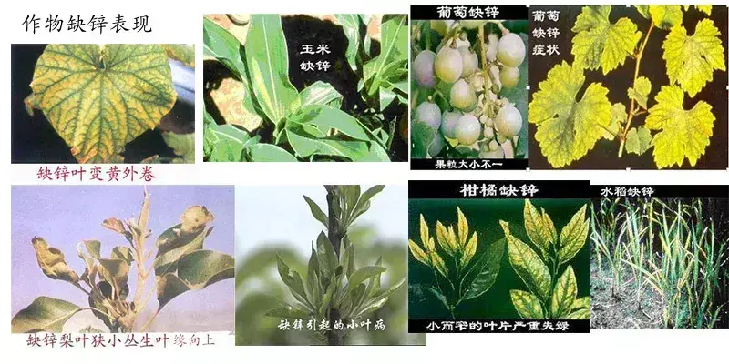 高钙硒是补什么的