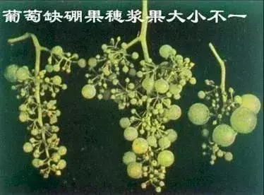 高钙硒是补什么的
