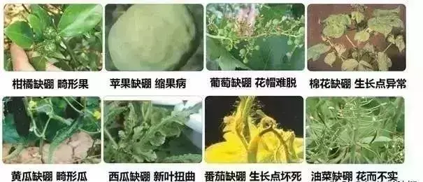 高钙硒是补什么的