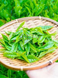 陕西富硒茶有哪几款