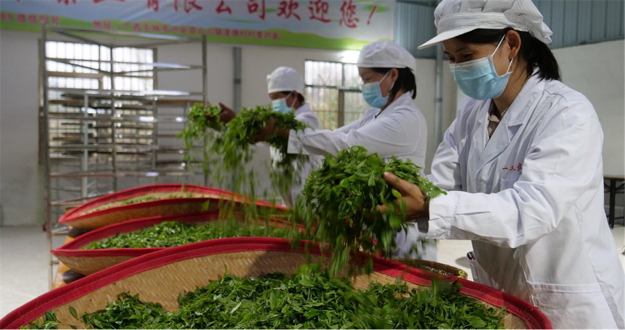富硒绿茶产品介绍