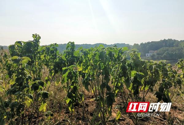 湖南桃源富硒产品