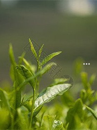 开阳金奖富硒白茶陈浪