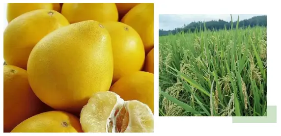 富硒农产品的优势