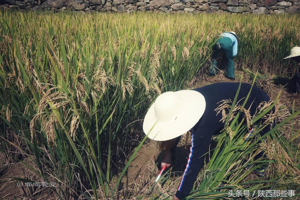 安康富硒农产品节