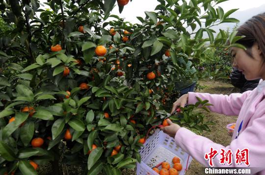 图为游客在果园采摘沙糖桔。　蒋雪林 摄