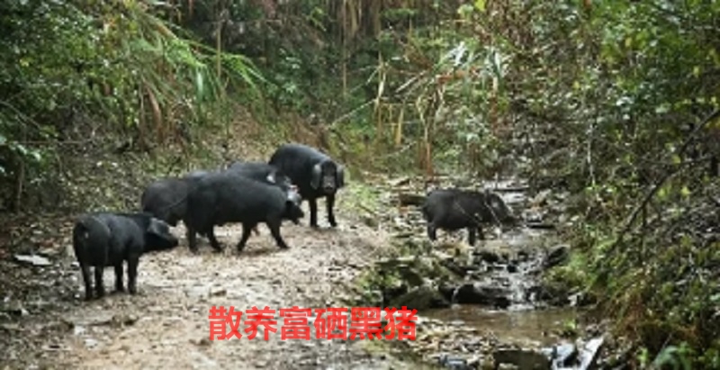 富硒农产品的价值