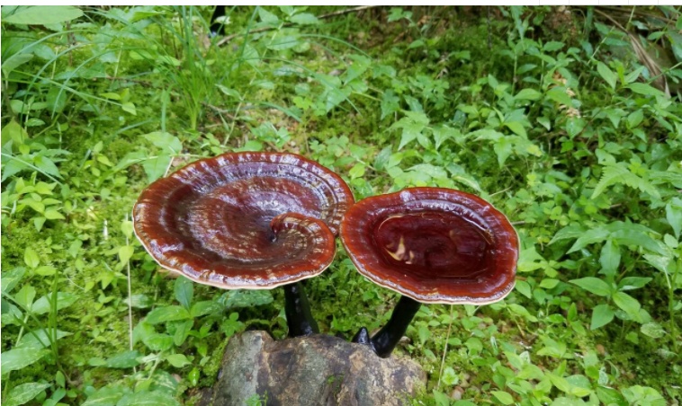 济南富硒农副产品