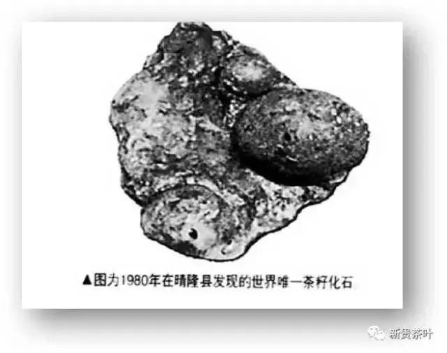 雷公山富硒清明茶