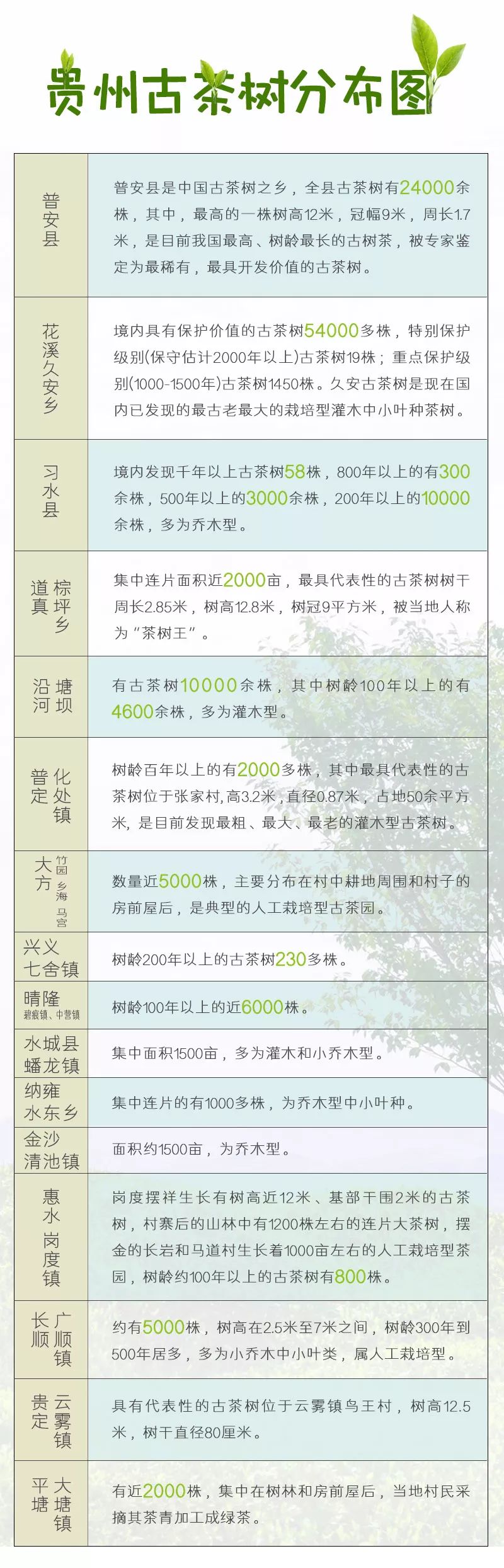 雷公山富硒清明茶