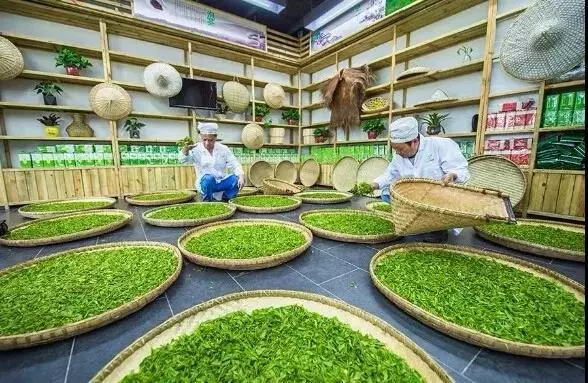 玉露是不是富硒茶