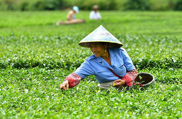 恩施富硒茶数据图