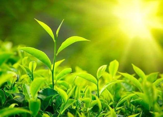 泉州富硒茶好喝吗