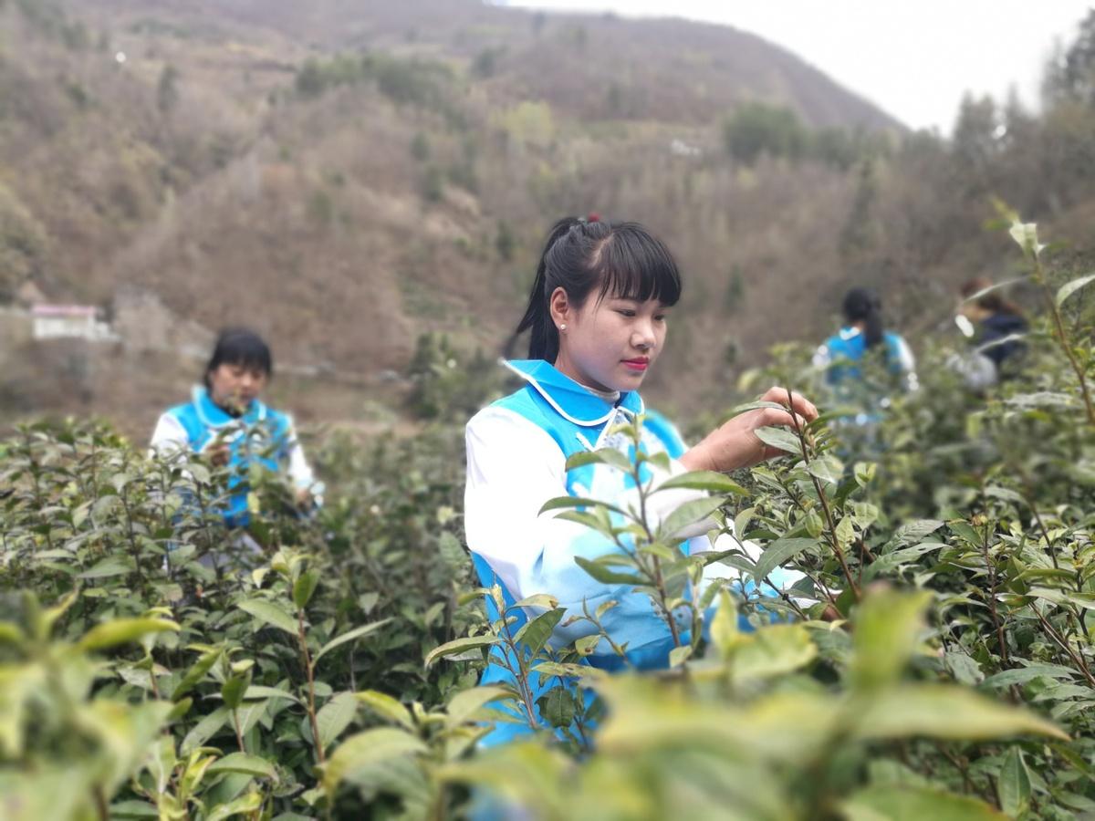 泉州富硒茶好喝吗