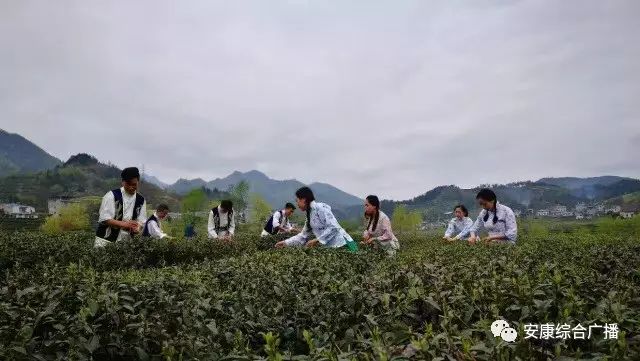 紫阳富硒茶黄建成