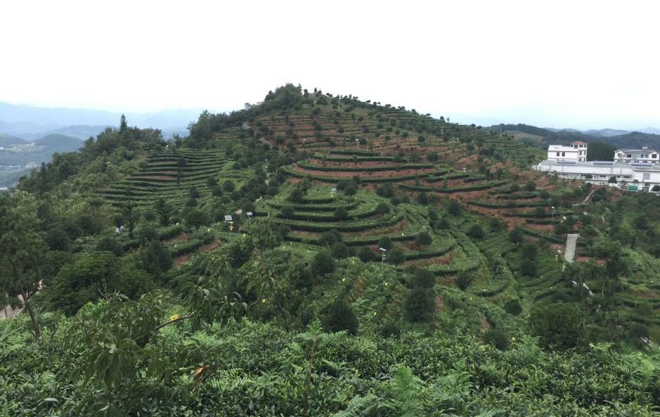 亲稀源恩施富硒茶